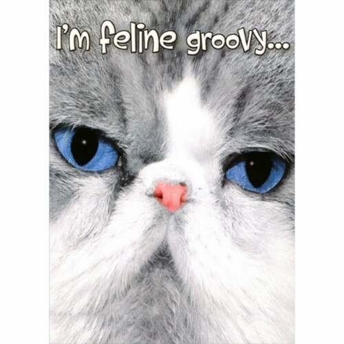 Designer Greetings Feline Groovy Gray Kitten Face Closeup Funny Just for Fun Card 1 card 1 envelope Kroger