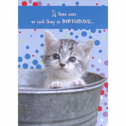 Designer kitten hotsell