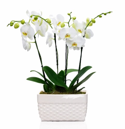 White Orchid Garden in Oblong Pot - White Perspective: front