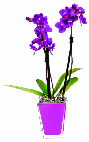 Double Expresso Potted Orchid Perspective: front