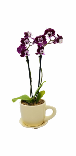 Teacup Orchid Perspective: front