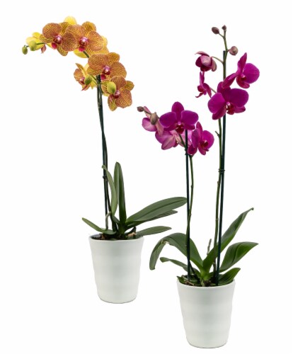 Orchid Ceramic Potted Plant - Assorted Perspective: front