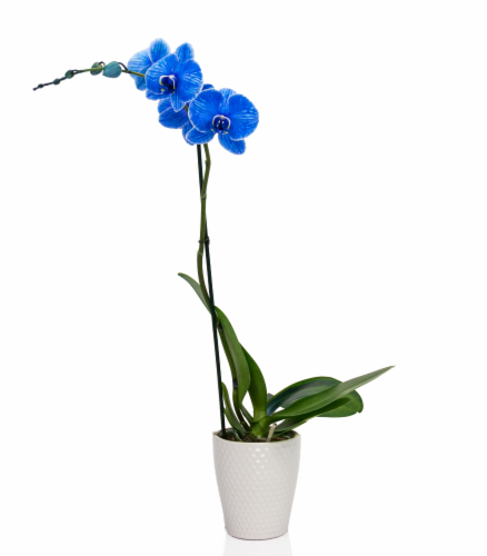 Orchids blue discount