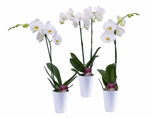 Silver Vase White Orchid in Ceramic Vase - Assorted Perspective: front