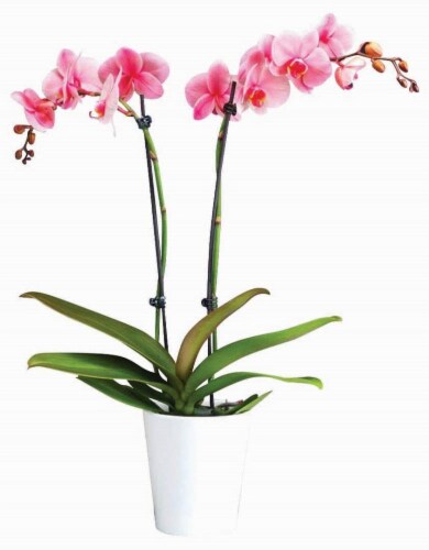Phalaenopsis Orchids Perspective: front