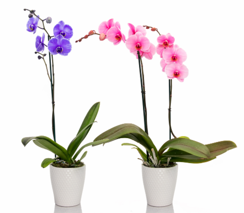 Mystique Orchids - Pink / Lilac Perspective: front