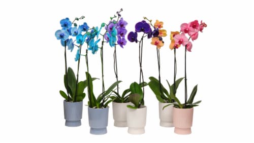 Mystique Mixed Orchid in Ceramic Pot Perspective: front