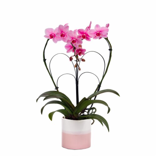 Pink Mystique Heart Orchid Potted Plant Perspective: front
