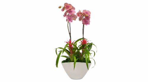 Ibiza Orchid Bromeliad Bella Garden in Ceramic Pot Perspective: front