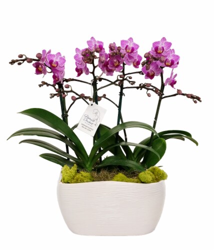 Multi Aisha Orchid Garden in Ceramic Pot Perspective: front