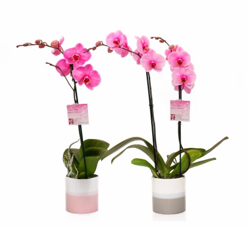 BCA Pink Mystique Orchid Perspective: front