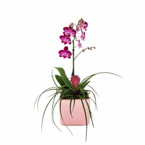 Valencia Teacup Orchid - Pink Perspective: front