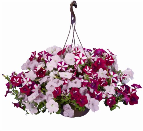Wave Petunia Star Fish Hanging Basket - White/Pink Perspective: front