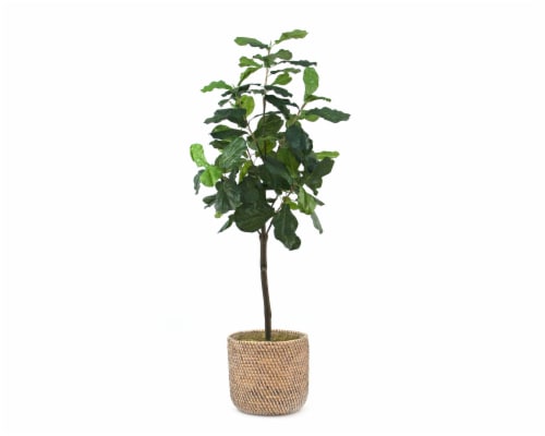 Silkcraft Large Arificial Fiddle Leaf Fig Tree in Woven Basket Perspective: front