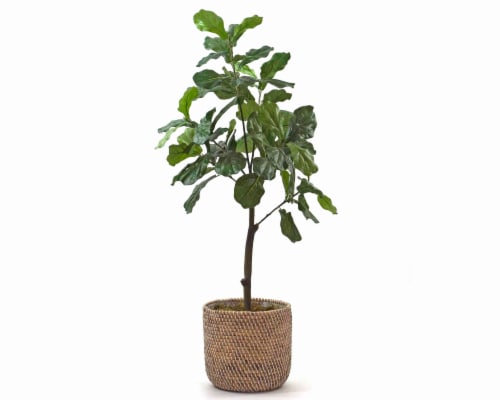 Silkcraft Medium Arificial Fiddle Leaf Fig Tree in Woven Basket Perspective: front