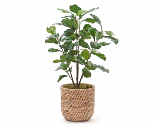 Silkcraft Small Arificial Fiddle Leaf Fig Tree in Woven Basket Perspective: front