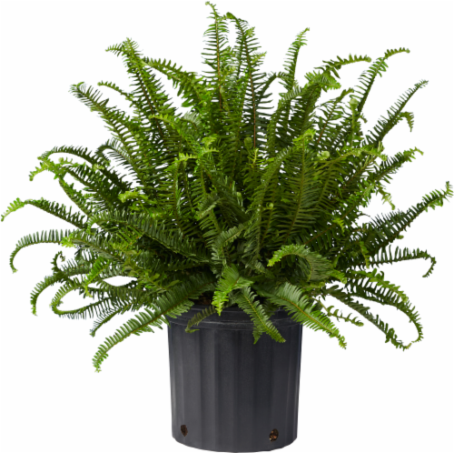Kimberly Queen Fern Houseplant Perspective: front