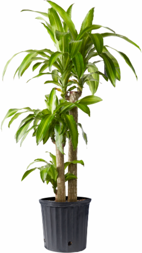 Dracaena Massangeana Houseplant Perspective: front