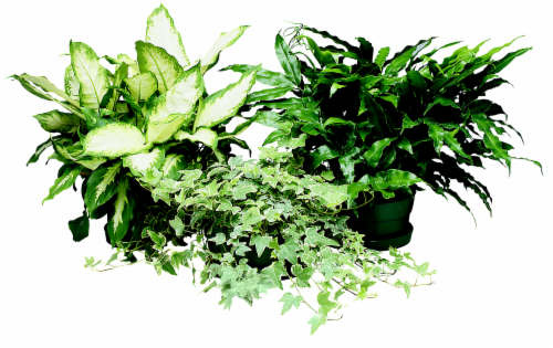 Assorted Large Houseplant Perspective: front