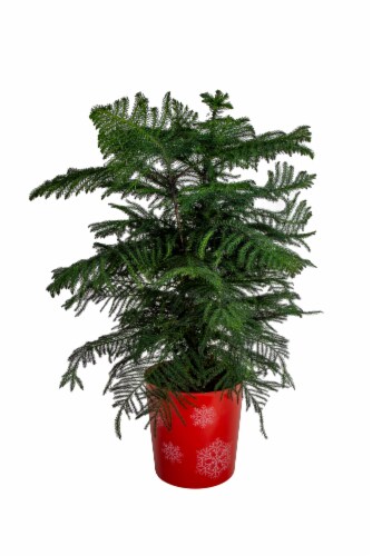 Norfolk Island Pine Tree Perspective: front
