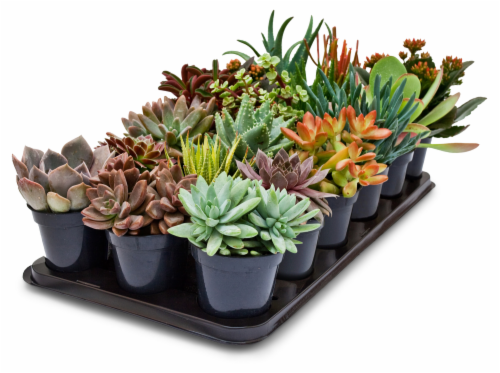 Small Succulent Perspective: front