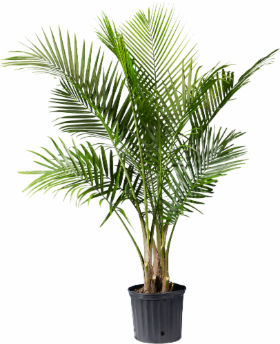 Majesty Palm Houseplant Perspective: front