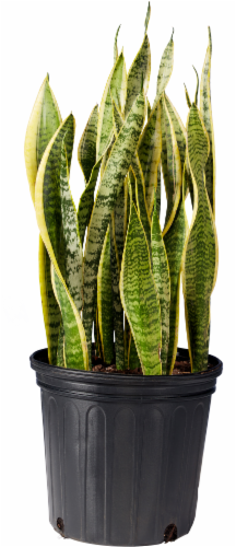 Sansevieria Houseplant Perspective: front