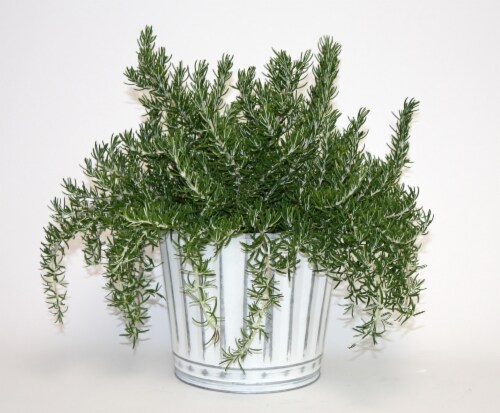 Rosemary Chef's Choice in Tin Perspective: front