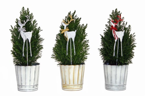 Euro Cypress White Christmas Collection Perspective: front