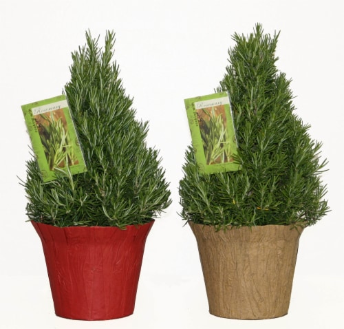 Rosemary Assorted Potted Plant with Pot Cover and Cookbook Perspective: front