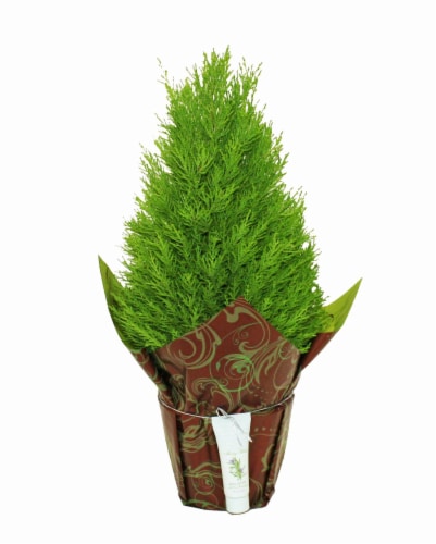 Lemon Cypress Tree with Sample Lotion Perspective: front