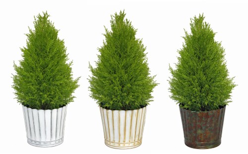 Lemon Cypress in Beautiful Tin Collection - Assorted Perspective: front
