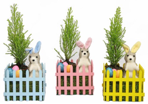 Lemon Cypress Picket Fence Perspective: front