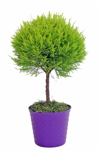 Lemon Cypress Topiary in Pot House Plant Perspective: front