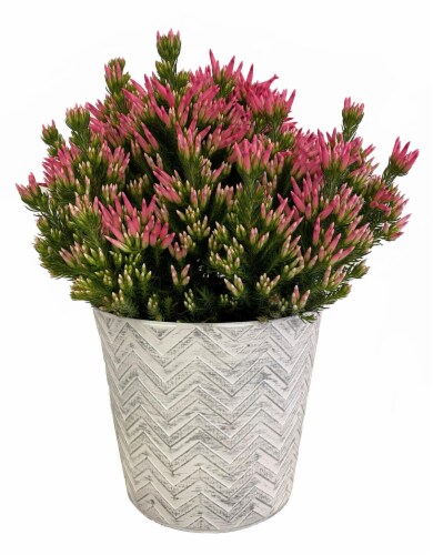 Ventricosa Heather in Chevron Pot House Plant Perspective: front