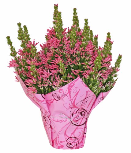 Italian VentricosaMylar Wrap Pot Perspective: front
