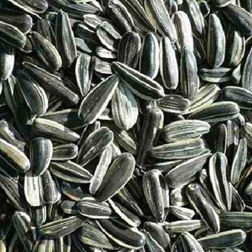 Bulk Seeds Sunflower Seeds Roasted & Salted Shelled - Single Bulk Item - 25LB Perspective: front