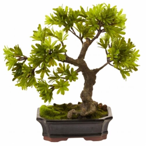 Podocarpus With Mossed Bonsai Planter Perspective: front