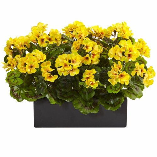 Geranium in Rectangular Planter UV Resistant, Yellow Perspective: front