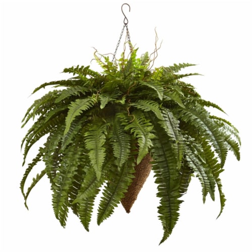 Giant Boston Fern with Cone Hanging Basket Perspective: front