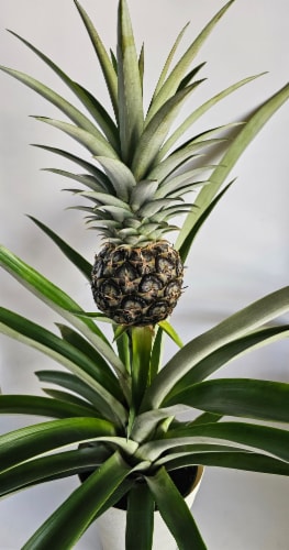 Fresh Live Pineapple Plant Perspective: front