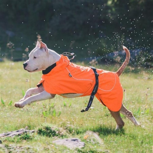 Waterproof Dog Coat for Small Dogs Keep Your Furry Friend Warm Stylish 1 Ct King Soopers
