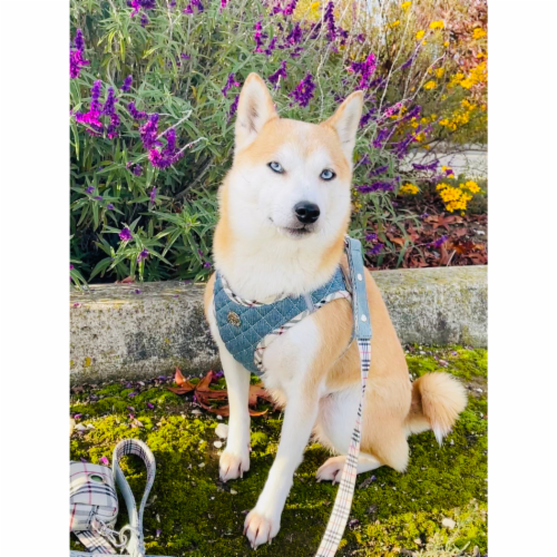 Urban Dog Stars - Step-In Denim Dog Harness Perspective: front