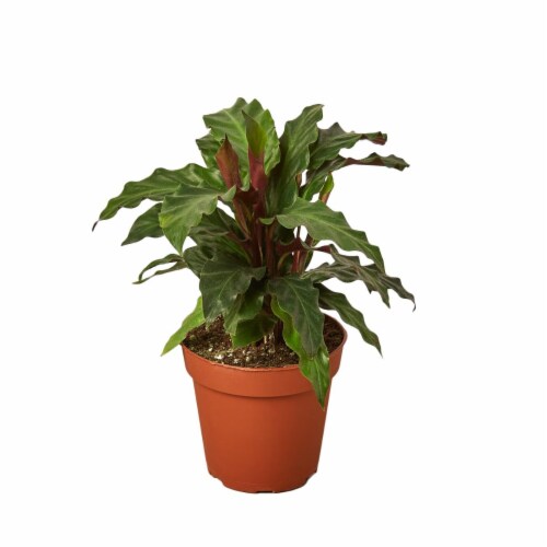 House Plant 4-CALATHEA-FURRY.FEATHER Furry Feather Calathea Rufibarba Plant in 4 in. Pot Perspective: front