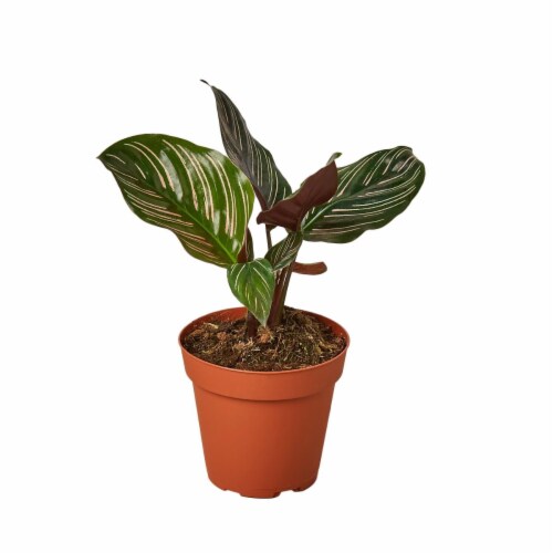 House Plant 4-CALATHEA-ORNATA Ornata Calathea Plant in 4 in. Pot Perspective: front