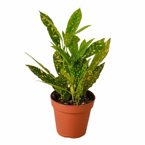 House Plant 4-CROTON-GOLD.DUST Croton Gold Dust Plant in 4 in. Pot Perspective: front