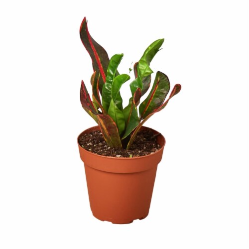 House Plant 4-CROTON-MAMMY Mammy Croton Plant in 4 in. Pot Perspective: front