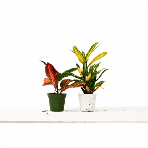 House Plant 4-CROTON-VARIETY-2PK 2 Croton Variety Pack Plant in 4 in. Pot Perspective: front
