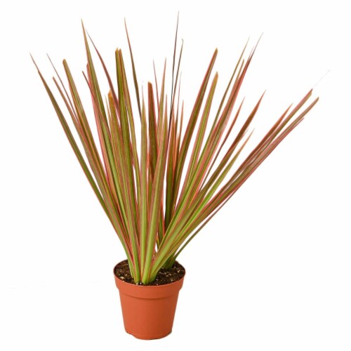 House Plant 4-DRACAENA-COLORAMA Colorama Dracaena Plant in 4 in. Pot Perspective: front