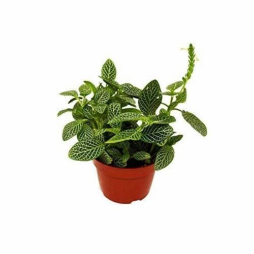 House Plant 4-FITTONIA-WHITE White Fittonia Nerve Plant in 4 in. Pot Perspective: front